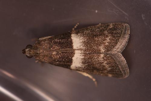 Réf. 324 417 : Elegia similella